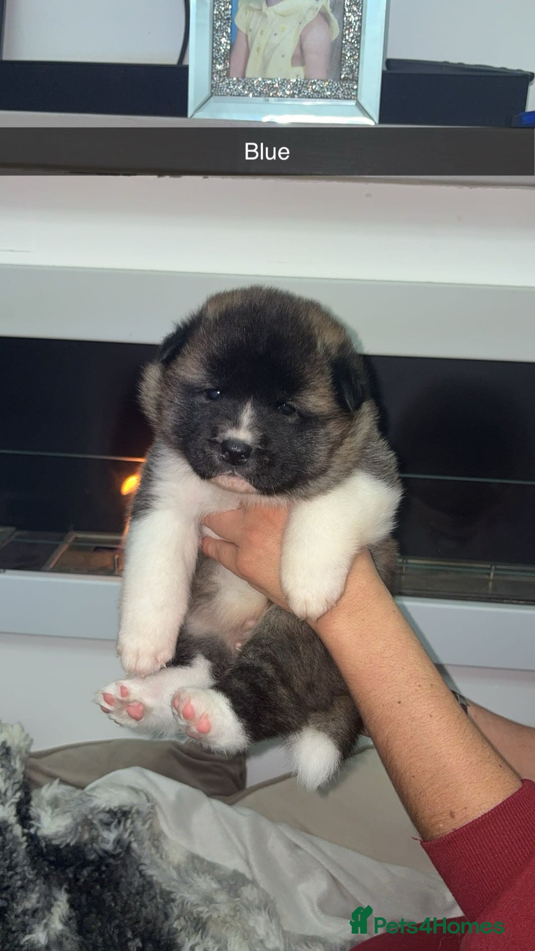 Mixed Breed dogs for sale: 3/4 American Akita x Husky  - Advert 5