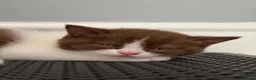British Shorthair cats for sale: 2 female GCCF British short hair kittens - Advert 3