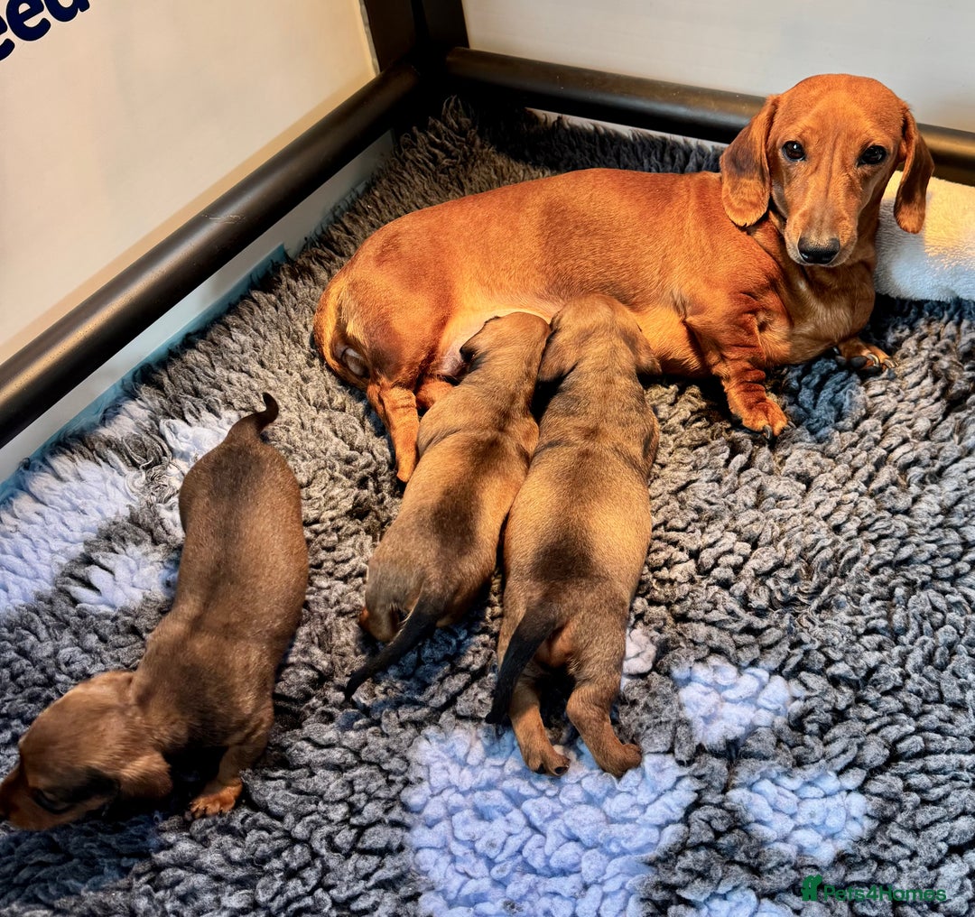 Dachshund dogs for sale: Miniature Smooth Haired Dachshund - Image 6