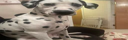 Dalmatian dogs for stud: For stud - KC Register handsome boy Pedigree   - Advert 8