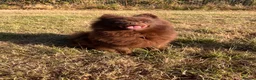 Pomeranian dogs for sale: Fluffy chocolate & tan boys READY TO LEAVE - Advert 2