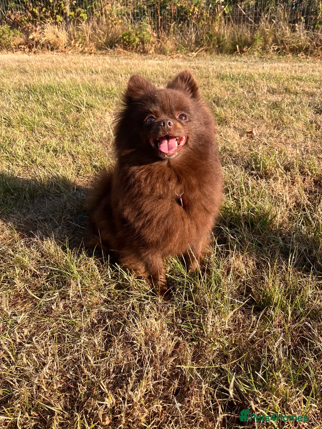 Pomeranian dogs for sale: Fluffy chocolate & tan boys READY TO LEAVE - Advert 2