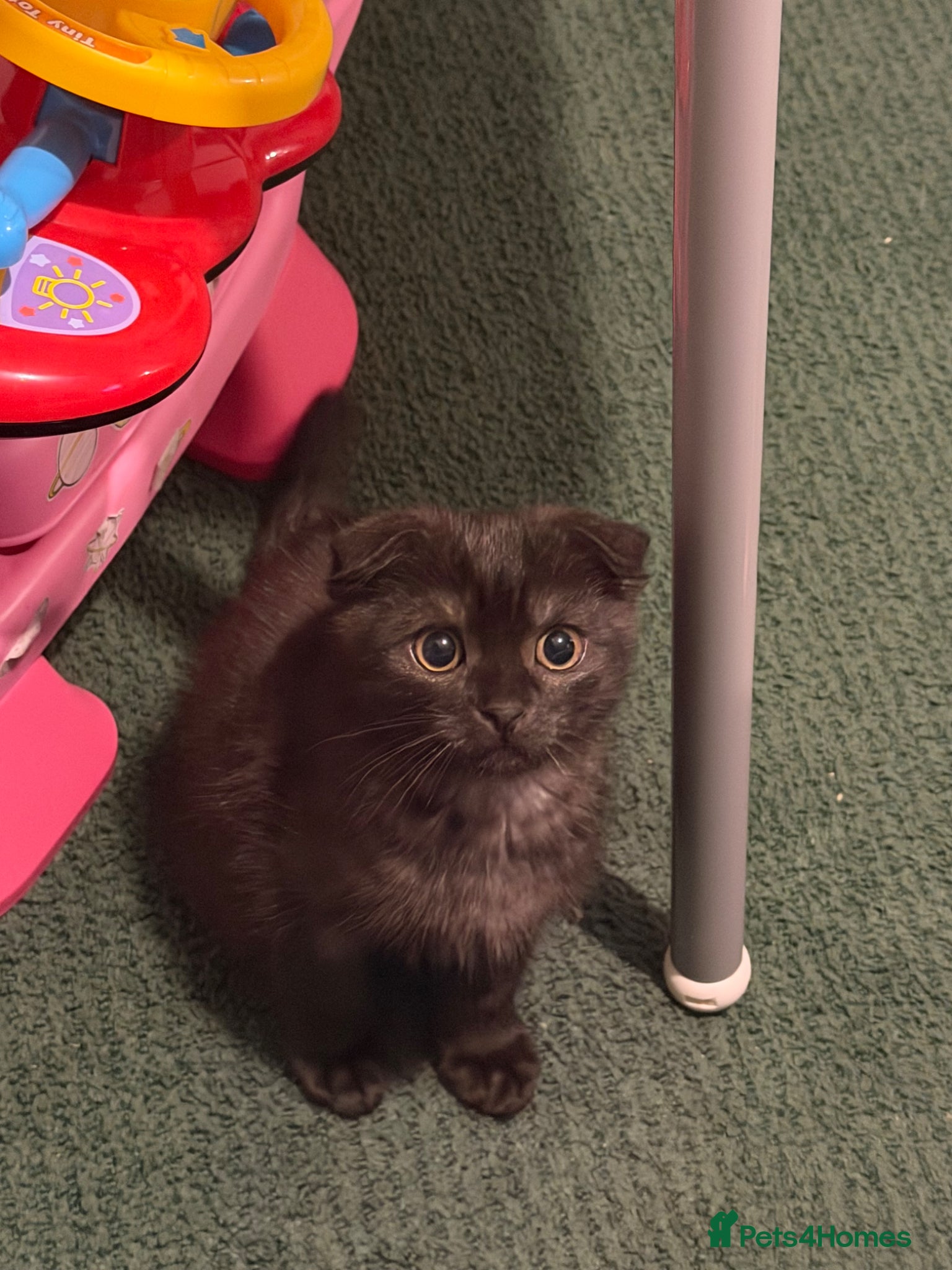 Scottish Fold cats Adorable Scottish Fold Male Kitten - Advert 18