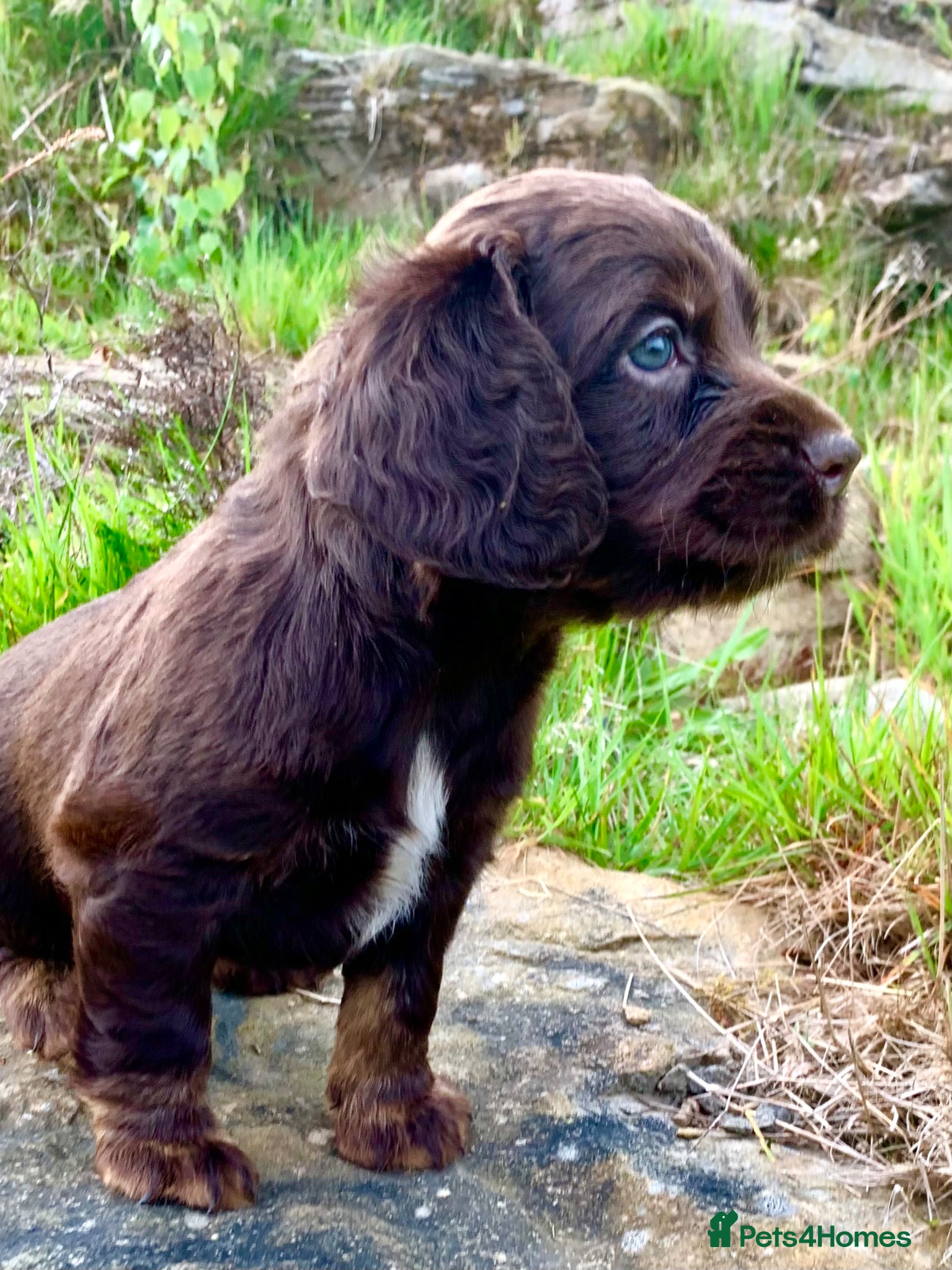 Cocker Spaniel dogs Sired from British Champion - Advert 20