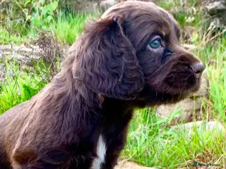 Cocker Spaniel dogs Sired from British Champion - Advert 14