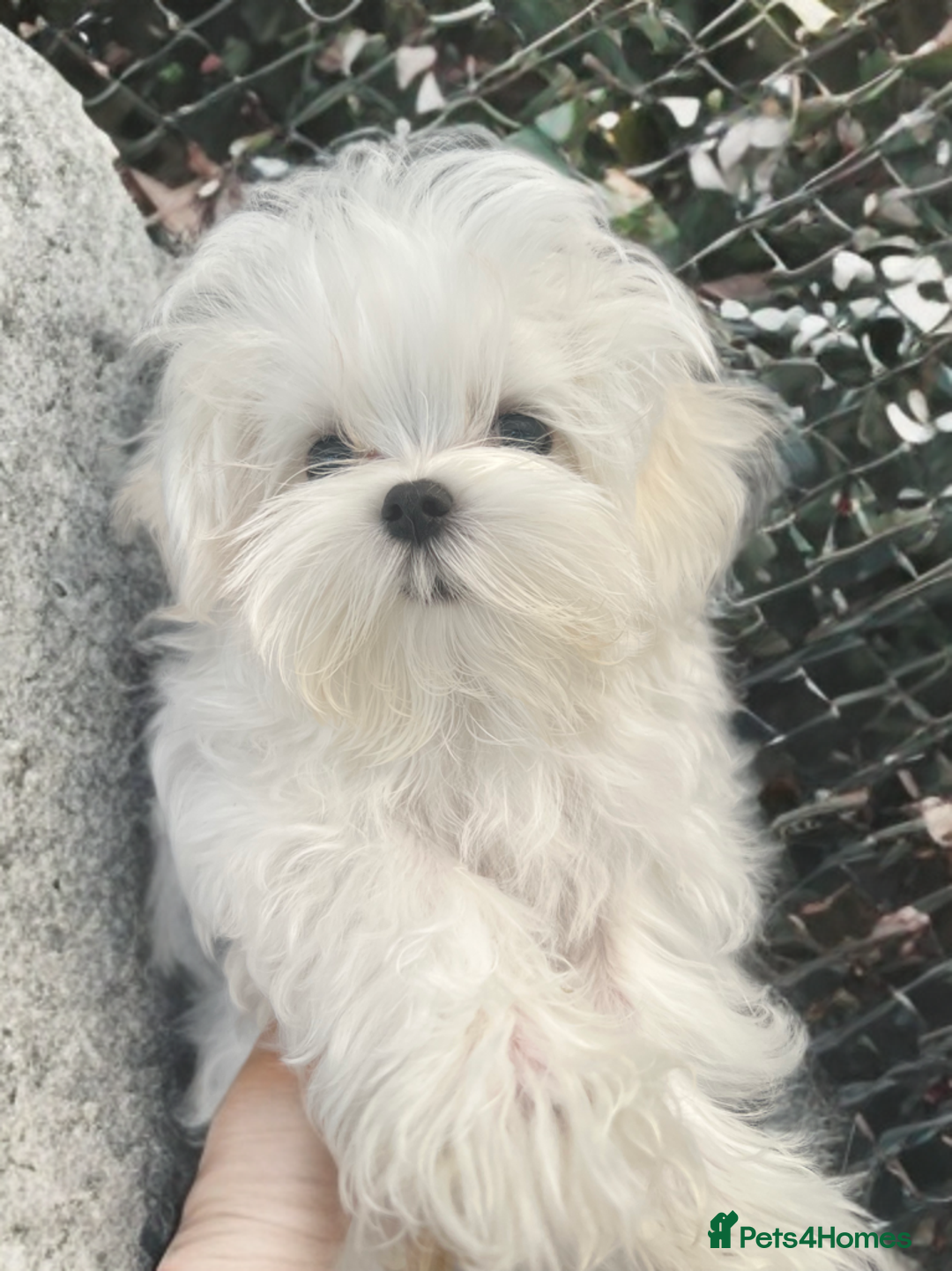 Maltese dogs for sale: Beautiful Korean Maltese puppies  - Image 5