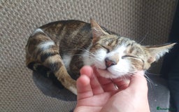 Mixed Breed cats for sale: Tabby Girl *Please Read Description* - Image 8