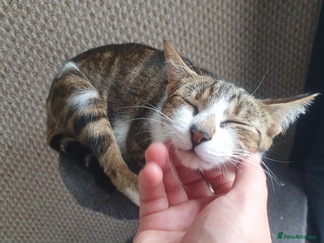 Mixed Breed cats for sale: Tabby Girl *Please Read Description* - Image 8