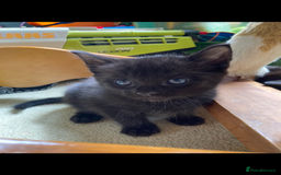 Maine Coon cats for sale: Maine coon x - Image 34