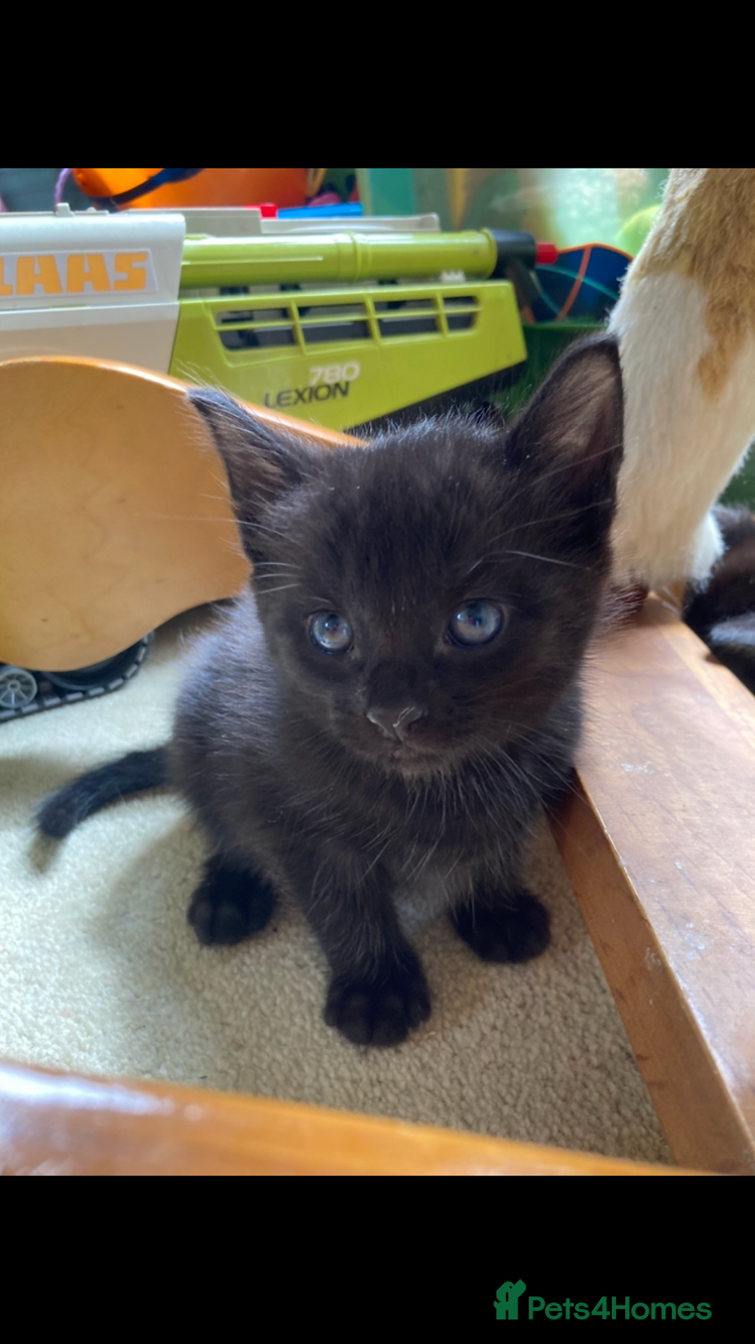 Maine Coon cats for sale: Maine coon x - Image 34
