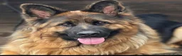 German Shepherd dogs for sale: Stunning Pedigree German Shepherd Puppies - Advert 5