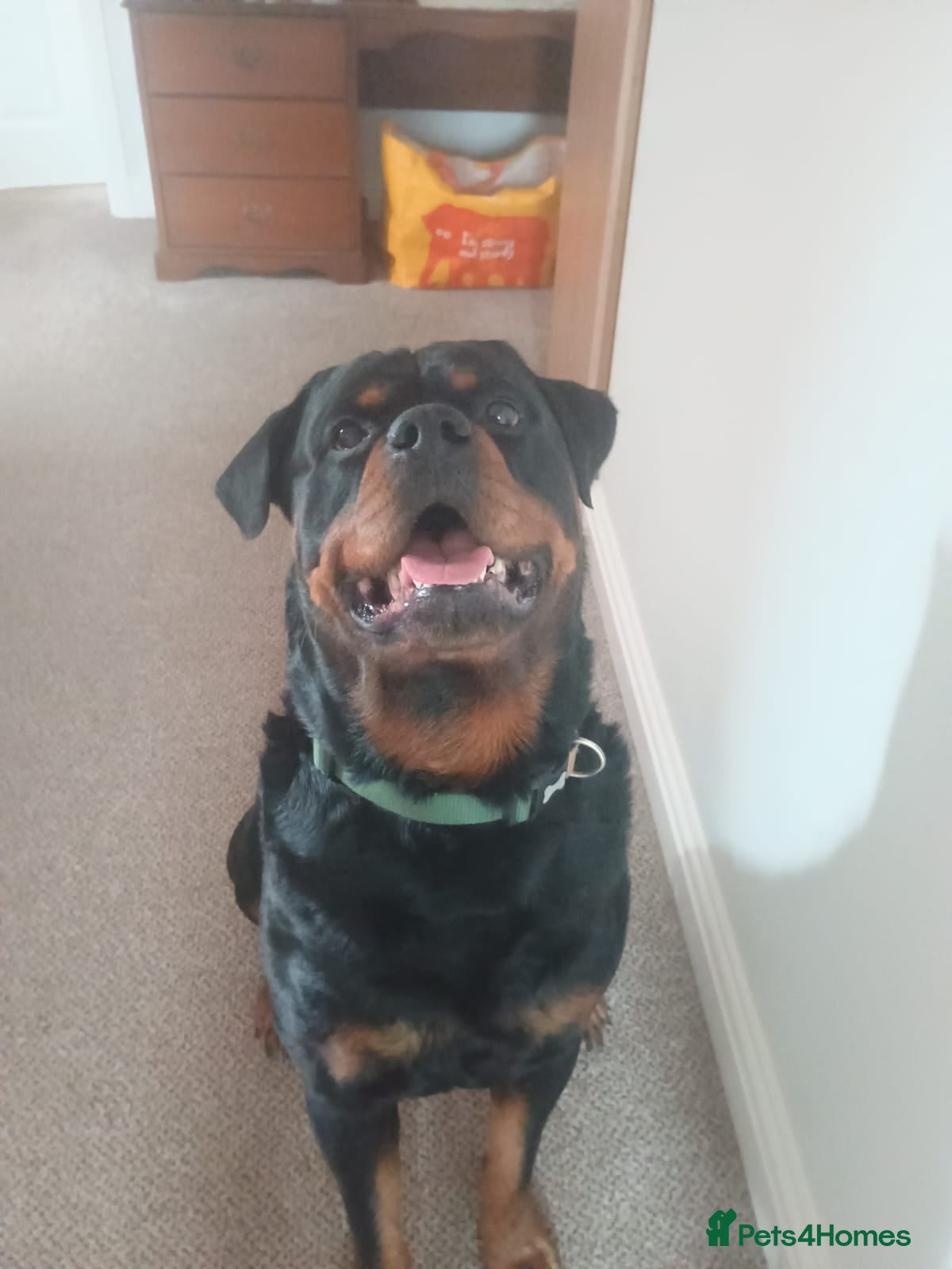 Rottweiler dogs Mr. Loki in Southampton - Advert 3