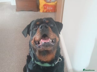 Rottweiler dogs in Southampton - Advert 9