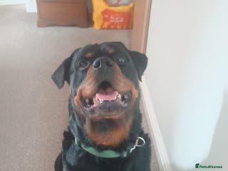 Rottweiler dogs Mr. Loki in Southampton - Advert 8