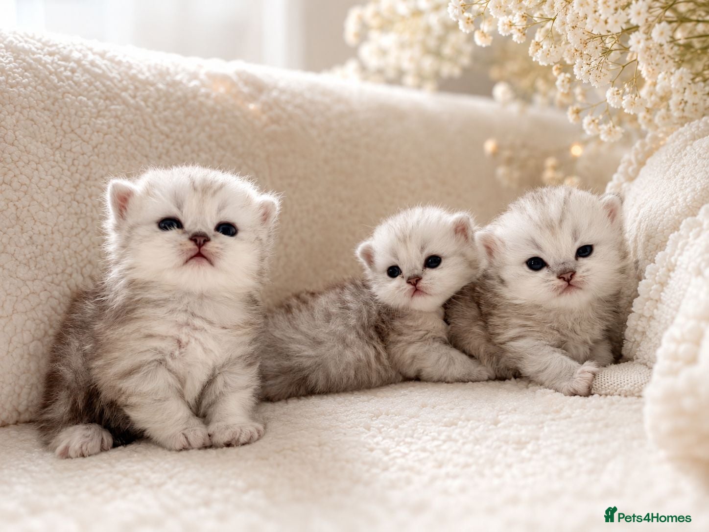 Persian cats Pure Persian silver chinchilla - Advert 14