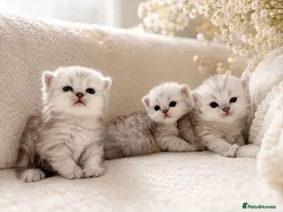 Persian cats Pure Persian silver chinchilla - Advert 4