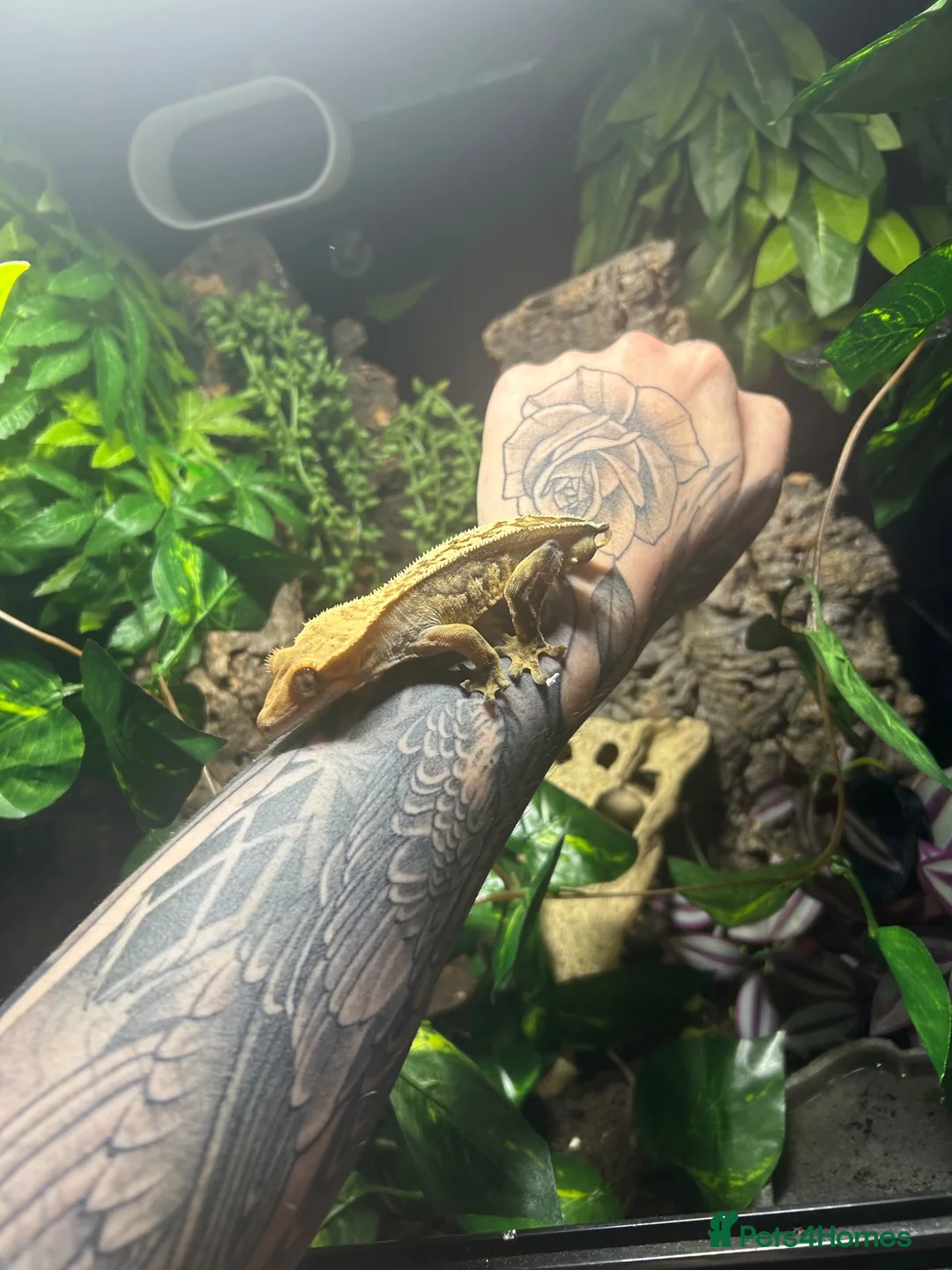 Gecko reptiles for sale: Crested gecko + full set up - Advert 6
