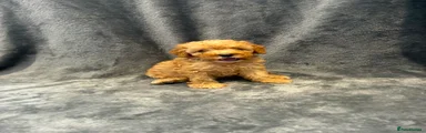Toy Poodle 3