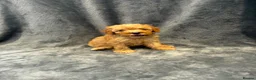 Toy Poodle dogs for sale: 5 toy poodle puppies - Advert 4