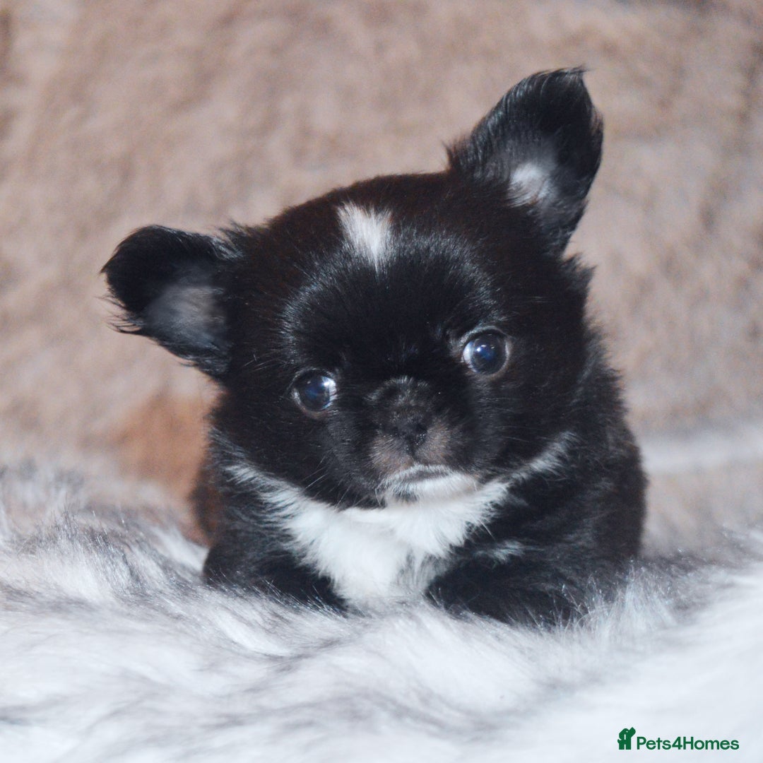 Chihuahua dogs for sale: KC REG LONGCOAT CHIHUAHUA HEALTH TESTED PARENTS  - Image 7