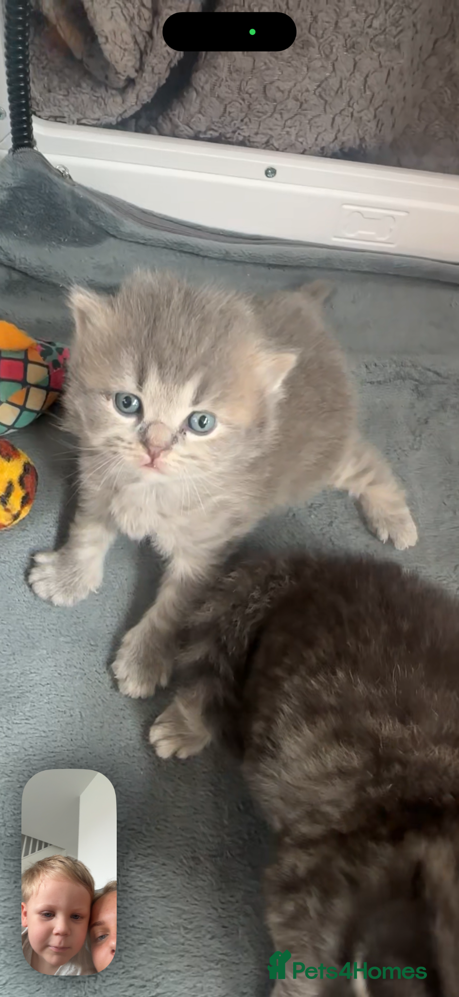 British Shorthair cats for sale: Exceptional British Shorthair kittens 🩷 - Advert 15