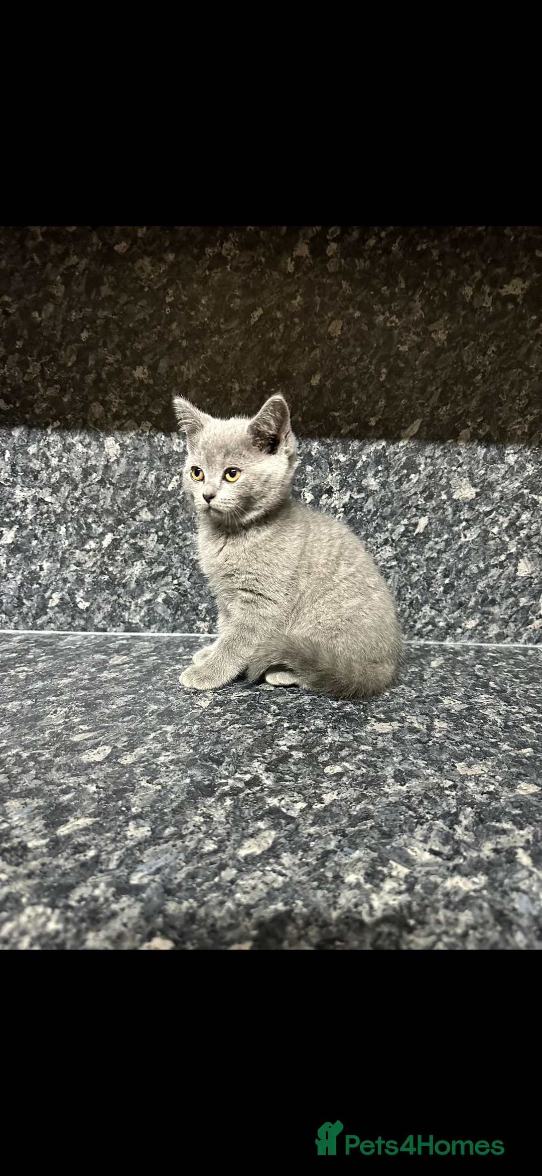 British Shorthair cats for sale: pedigree British shorthairs 2boys/2girls Available - Advert 8