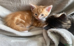 Mixed Breed cats for sale: Gorgeous long haired male female kittens - Image 3