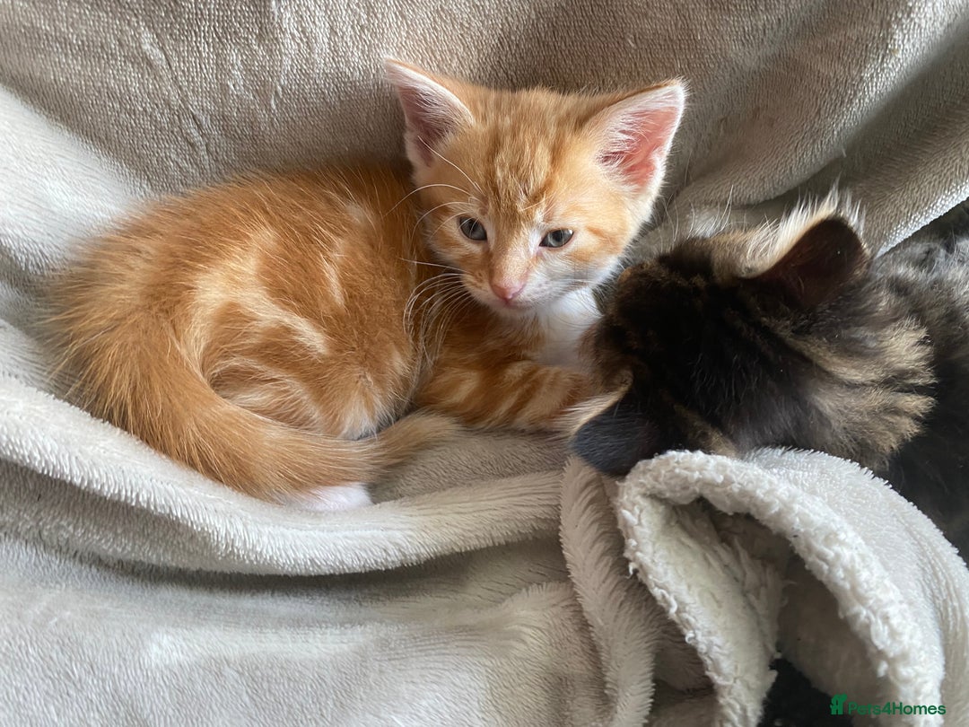 Mixed Breed cats for sale: Gorgeous long haired male female kittens - Image 3