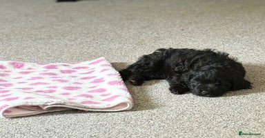 Cavapoo dogs - Advert 2