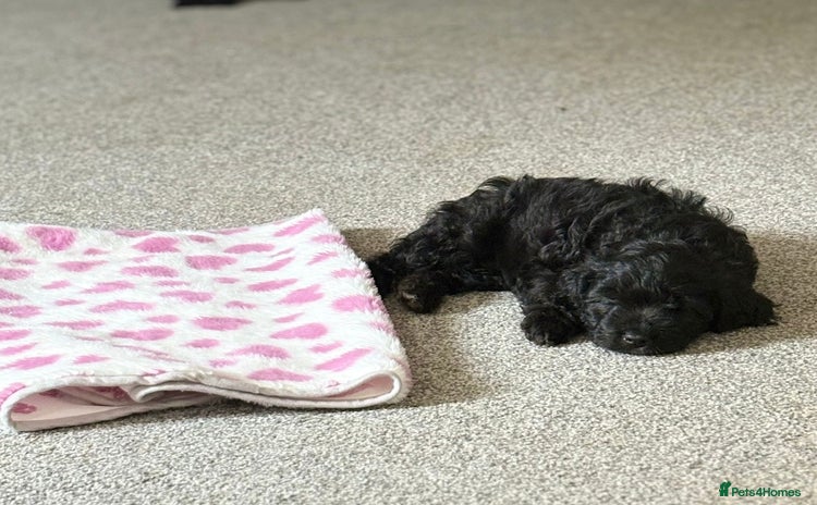 Cavapoo dogs - Advert 9