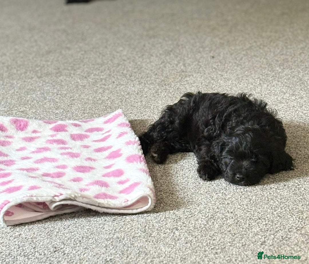 Cavapoo dogs for sale: BEAUTIFUL Toy Cavapoos! - Image 1