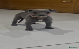 Whippet dogs for sale: 9 weeksold blue whippets ready to leave  - Image 1