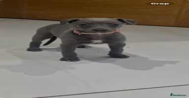 Whippet dogs - Advert 9