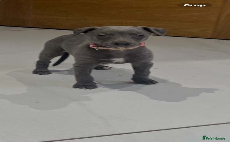 Whippet dogs - Advert 4