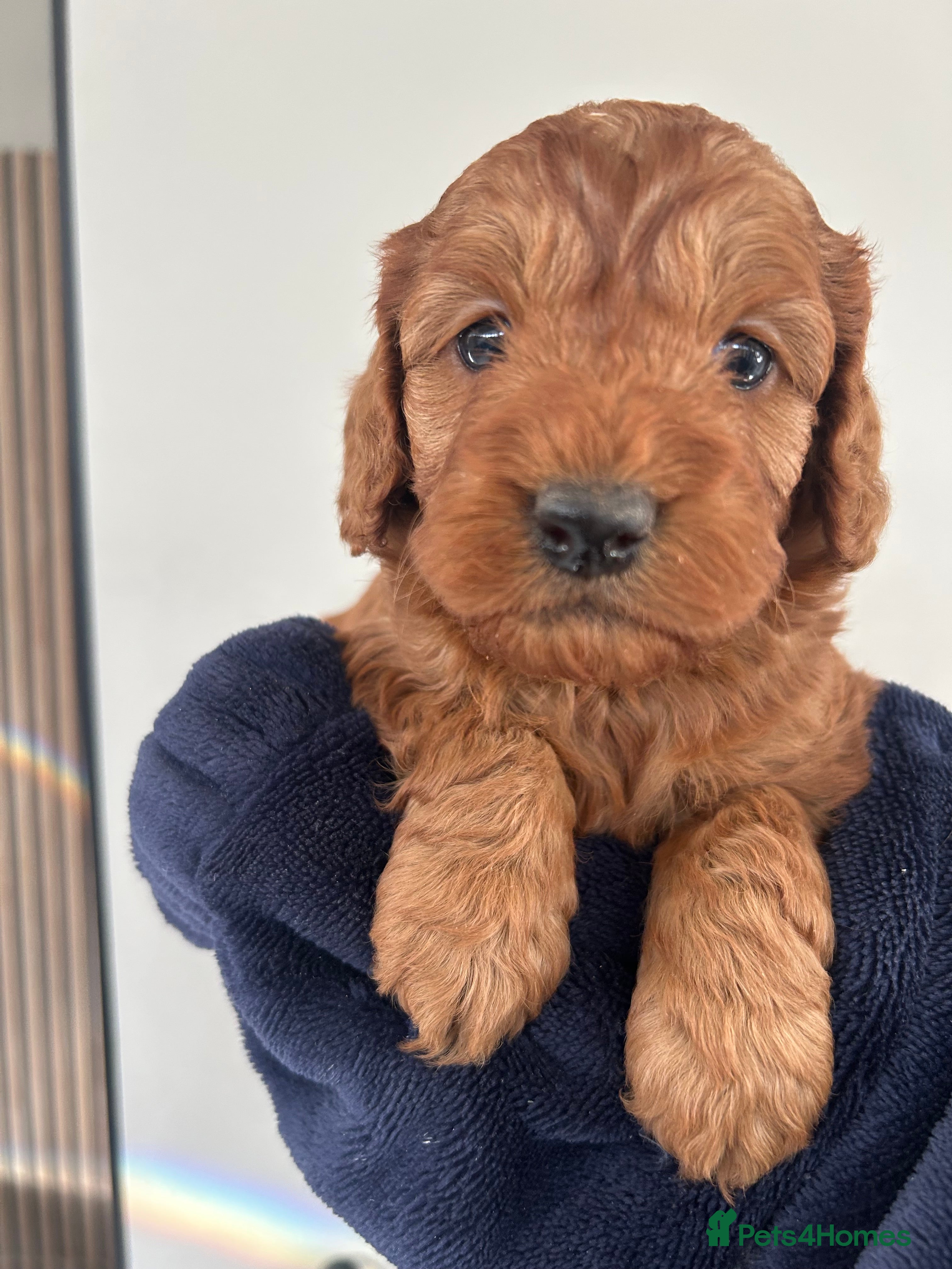 Cockapoo dogs 🐶Exceptional dark red toy cockapoos🐶 - Advert 1