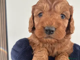 Cockapoo dogs 🐶Exceptional dark red toy cockapoos🐶 - Advert 1