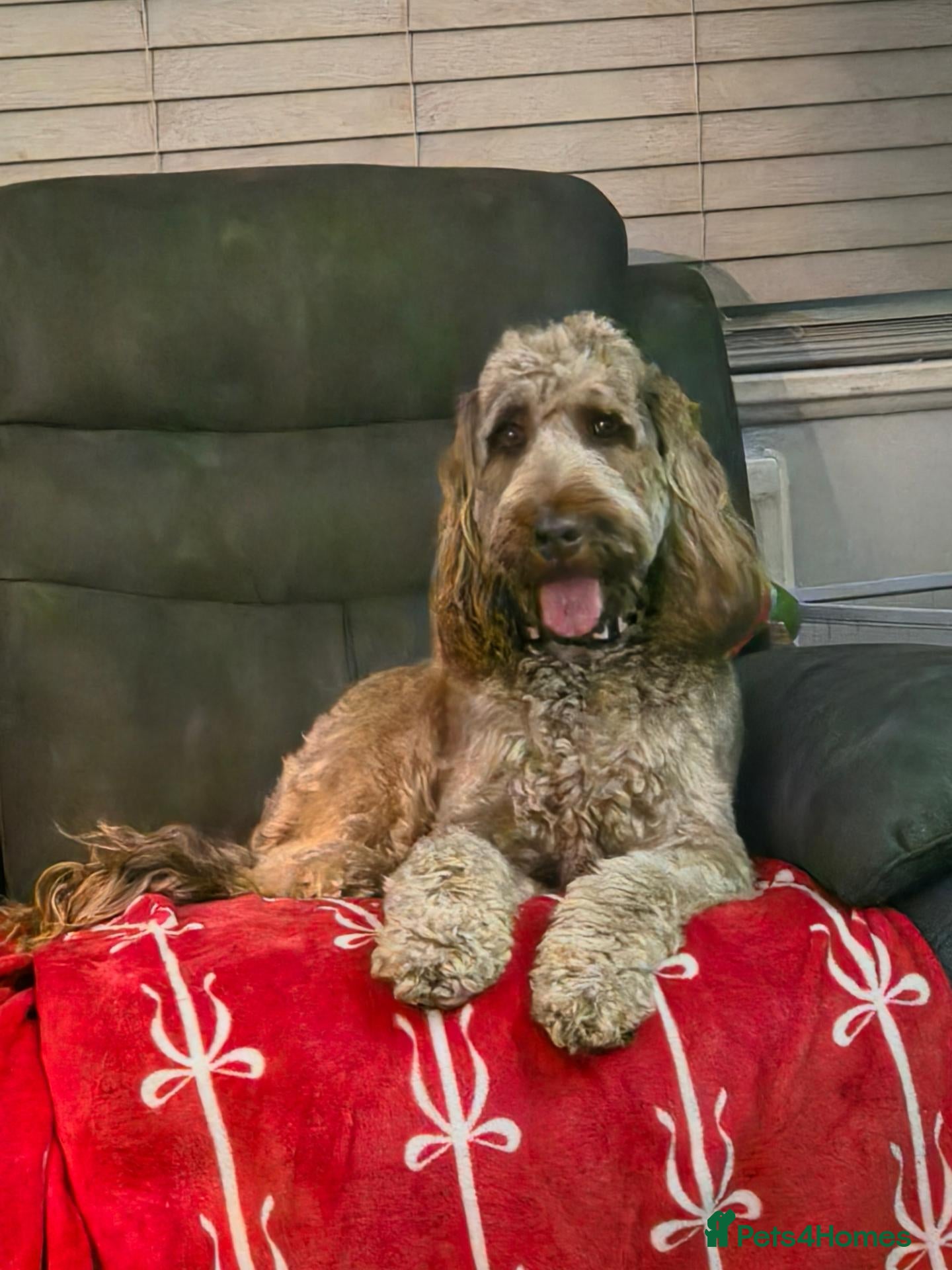 Cockapoo dogs for sale: 2 year old cockpaoo - Advert 11