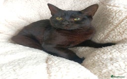 Maine Coon cats for sale: Beautiful Maine coon mix kittens. - Image 3