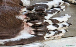 English Springer Spaniel dogs for sale: KC registered English Springer Spaniel - Image 4