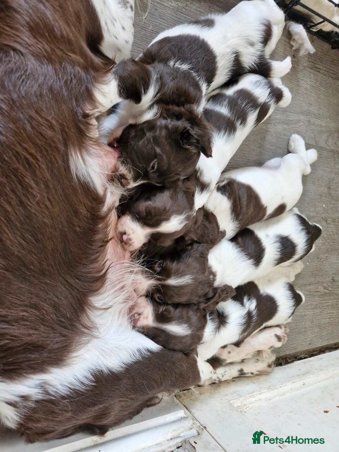 English Springer Spaniel dogs for sale: KC registered English Springer Spaniel - Image 4