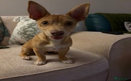 Mixed Breed dogs for sale: reggie roo - Image 4