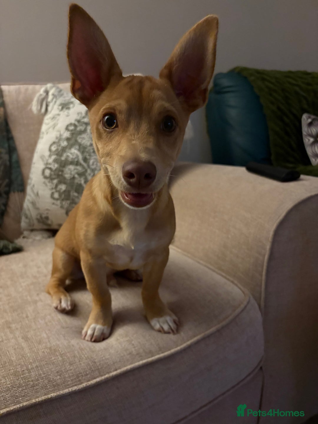 Mixed Breed dogs for sale: reggie roo - Image 4