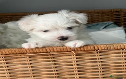 Maltese dogs for sale: Bichonul Maltese - Image 5