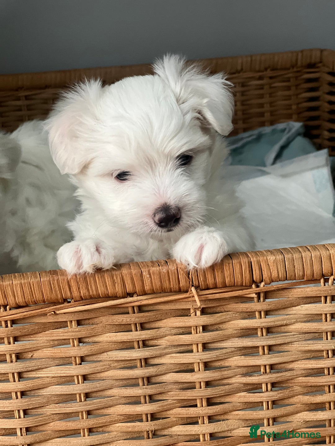 Maltese dogs for sale: Bichonul Maltese - Image 5