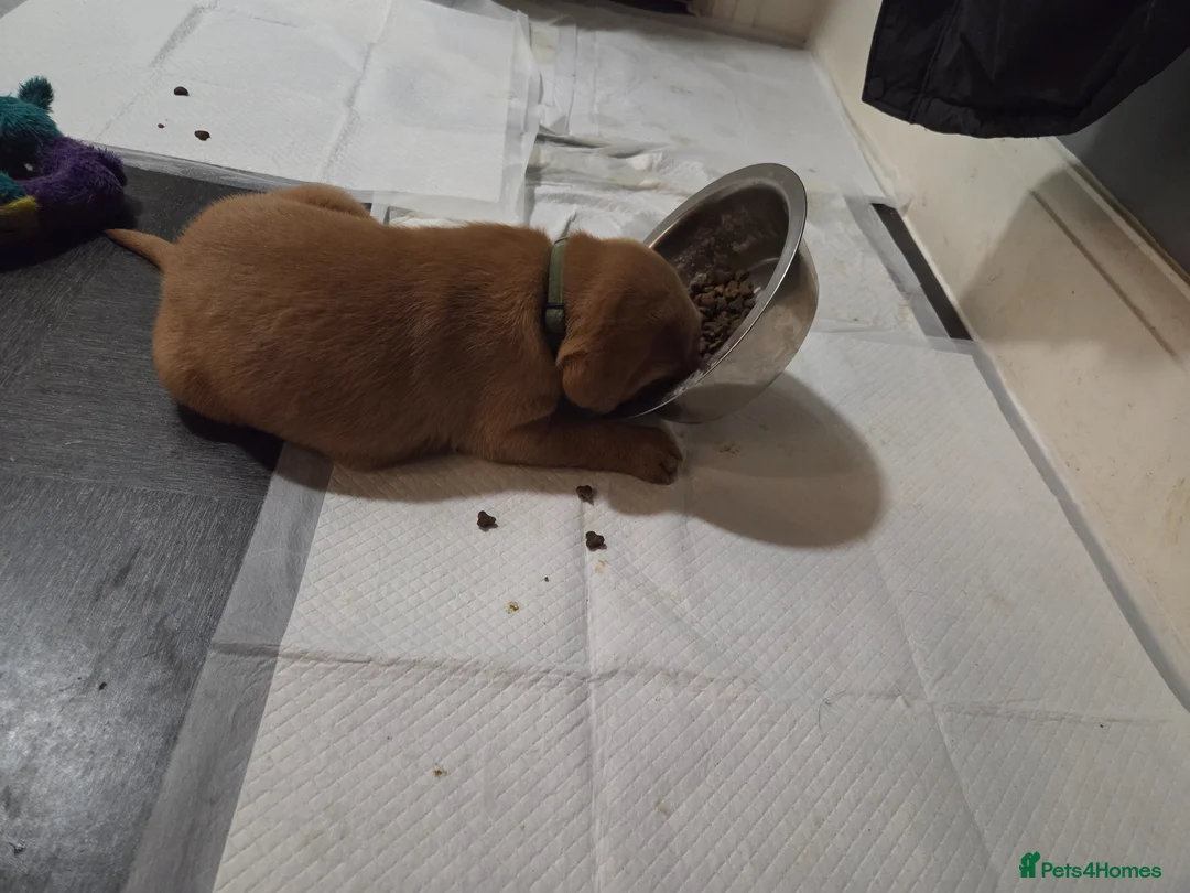 Labrador Retriever dogs for sale: **2 BOYS LEFT** Dark Fox Red Labrador Puppies - Advert 2