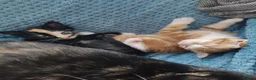 European cats for sale: Adorable Kittens  - Advert 10