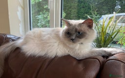 Ragdoll cats for sale: Mother & Daughter Ragdoll in Batley - Image 3