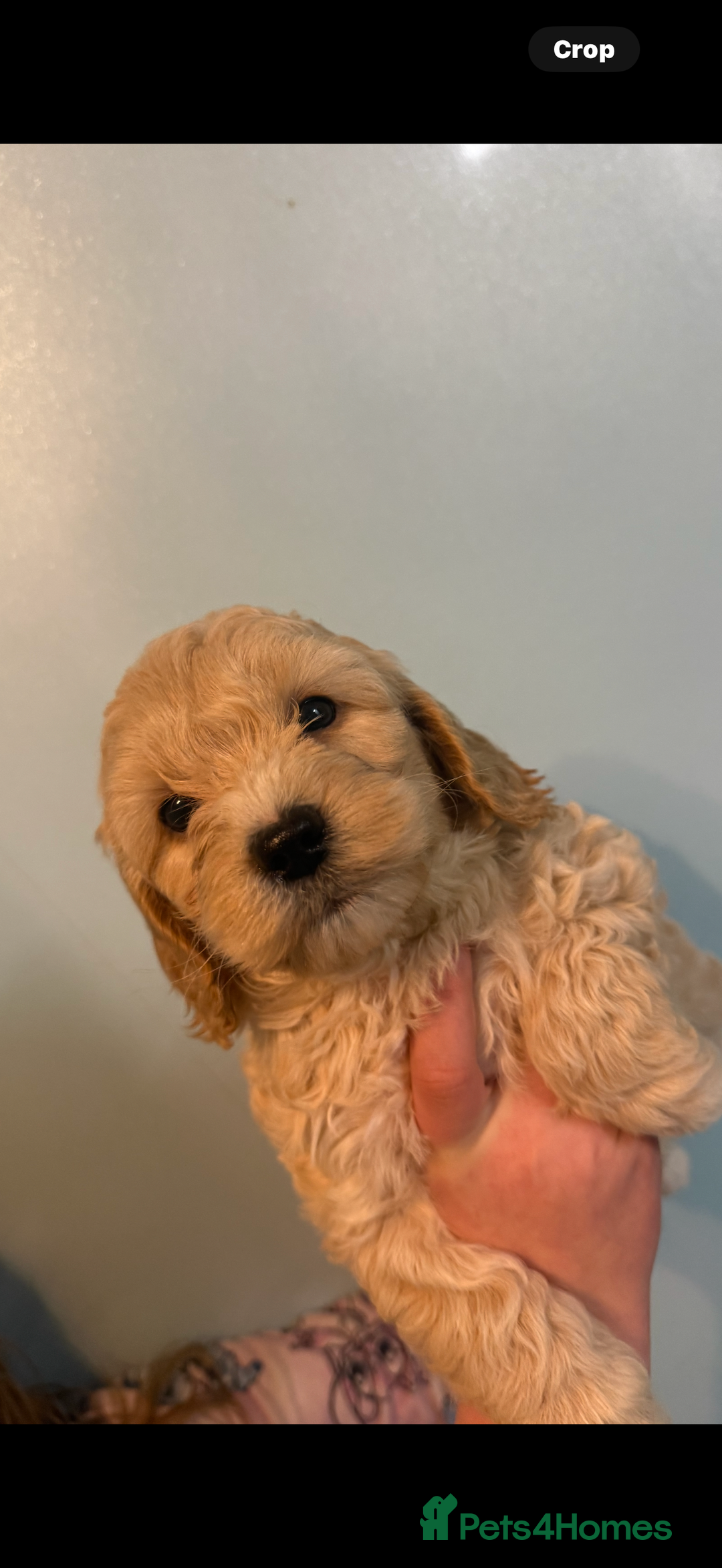 Cockapoo dogs for sale: Stunning F1B Cockapoos  - Advert 3