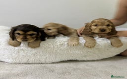 Cocker Spaniel dogs for sale: Show cocker spaniel puppies /ready to leave  - Image 20