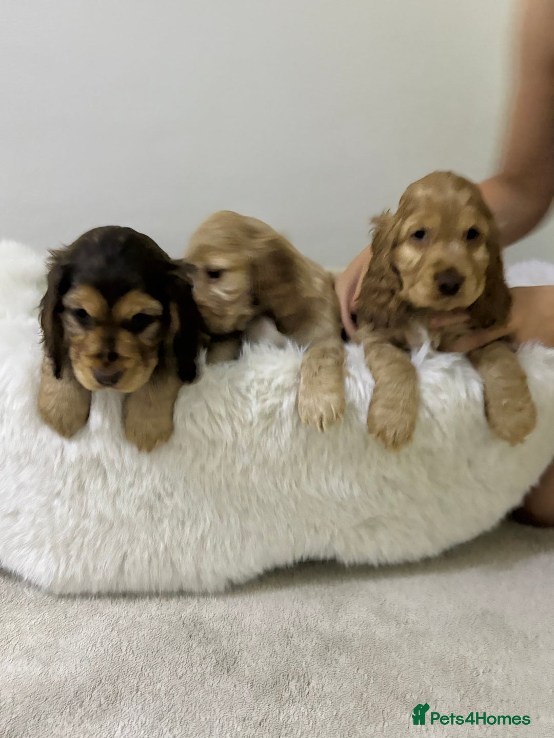 Cocker Spaniel dogs for sale: Show cocker spaniel puppies /ready to leave  - Image 20
